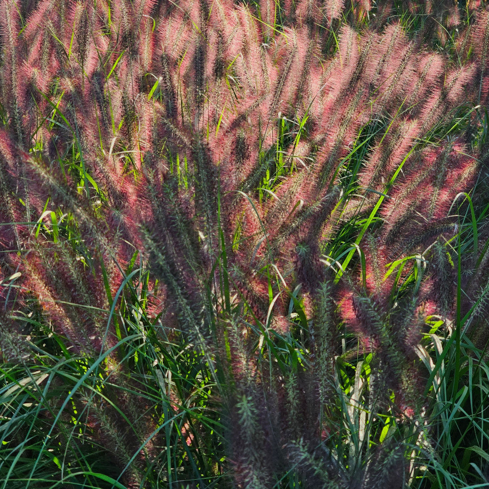 Pennisetum Red Head - Red Chinese Fountain Grass 1 X 9cm Pot