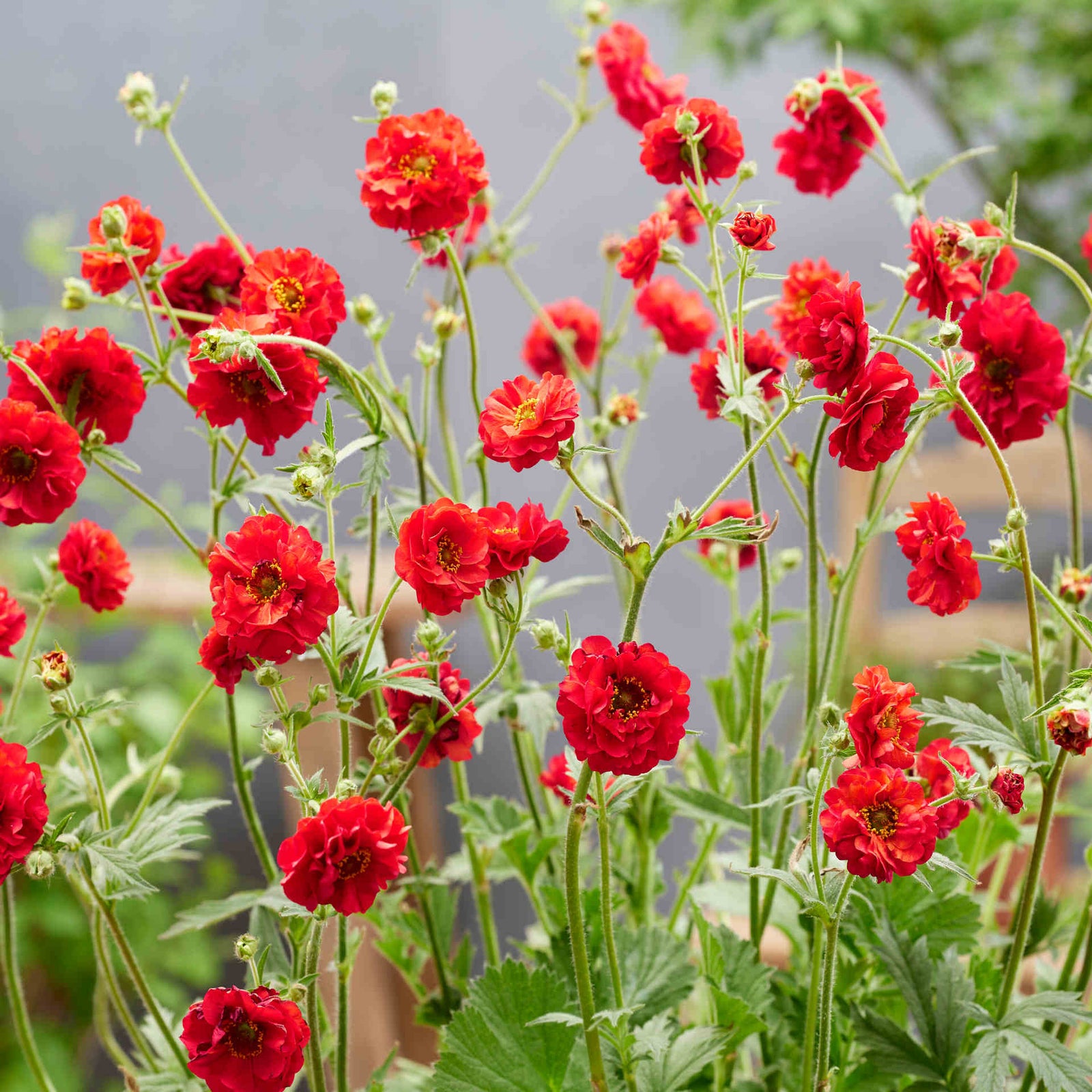 Exclusive Geum Collection 9cm Pots | 6 x 9cm | Mixed