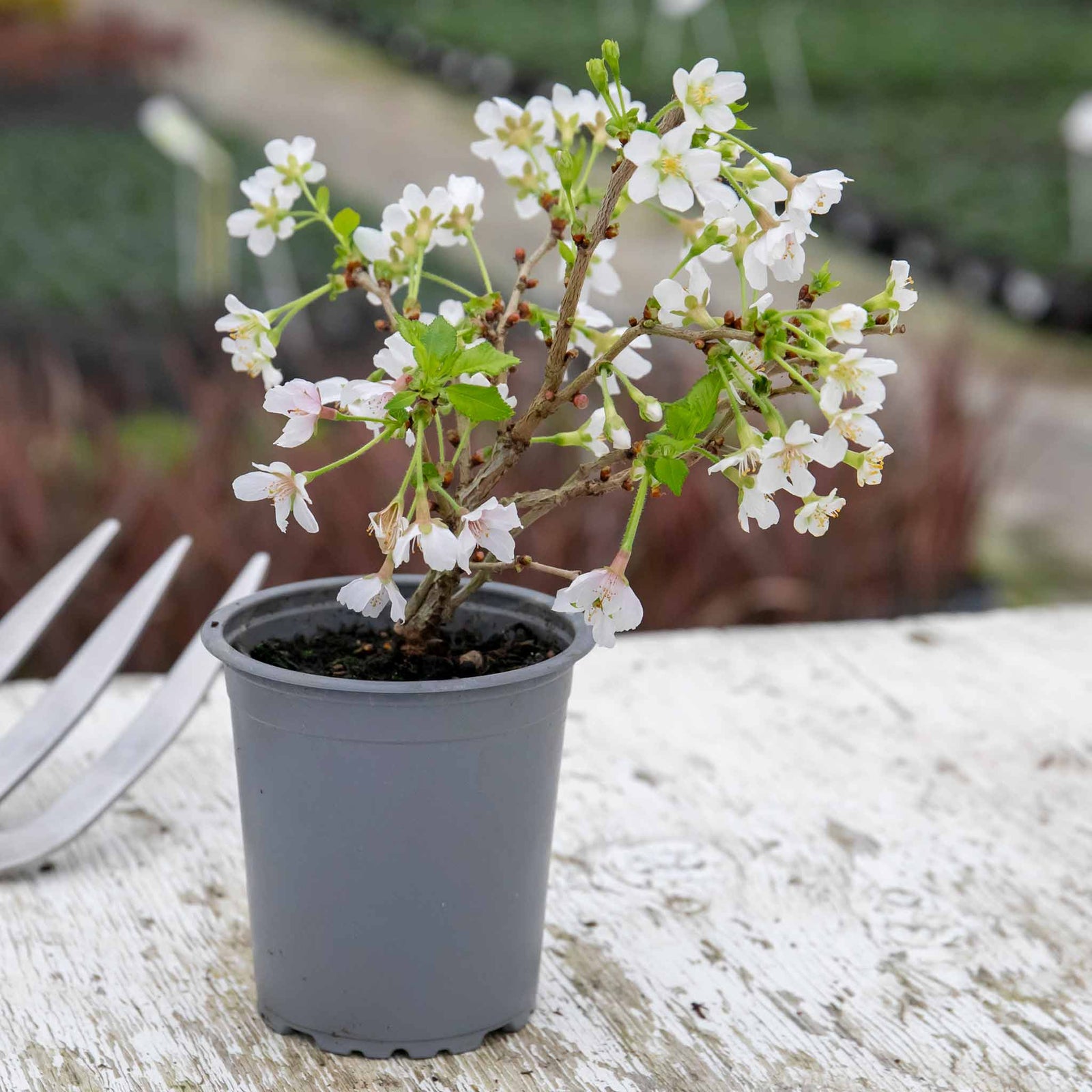 Flowering Cherry 'kojo-no-mai' Compact 2.5m Tree Rhs Agm | 1 x 3L | Pink & White