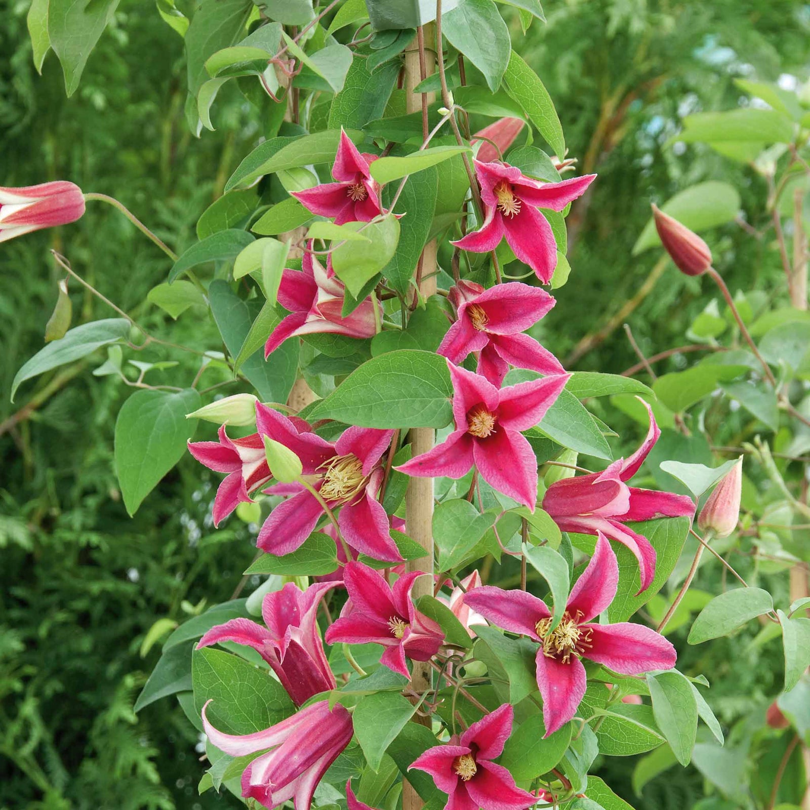 Clematis 'princess Diana' (texensis) - Pink Climbing Plant, Rhs Agm | 1 x 3L | Green & Pink