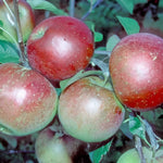 Apple Laxtons Superb Fruit Tree 6ft Tall Supplied In A 12 Litre Pot