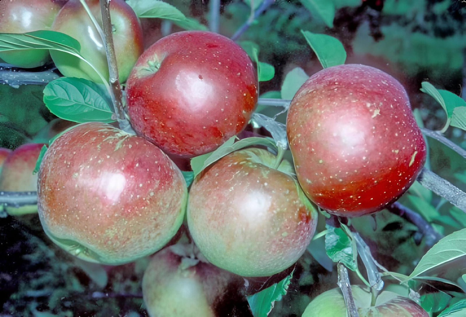 Apple Laxtons Superb Fruit Tree 6ft Tall Supplied In A 12 Litre Pot