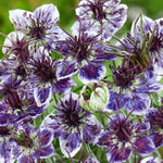 Love-in-a-mist (nigella) 'delft Blue' Seeds | 250 Seeds