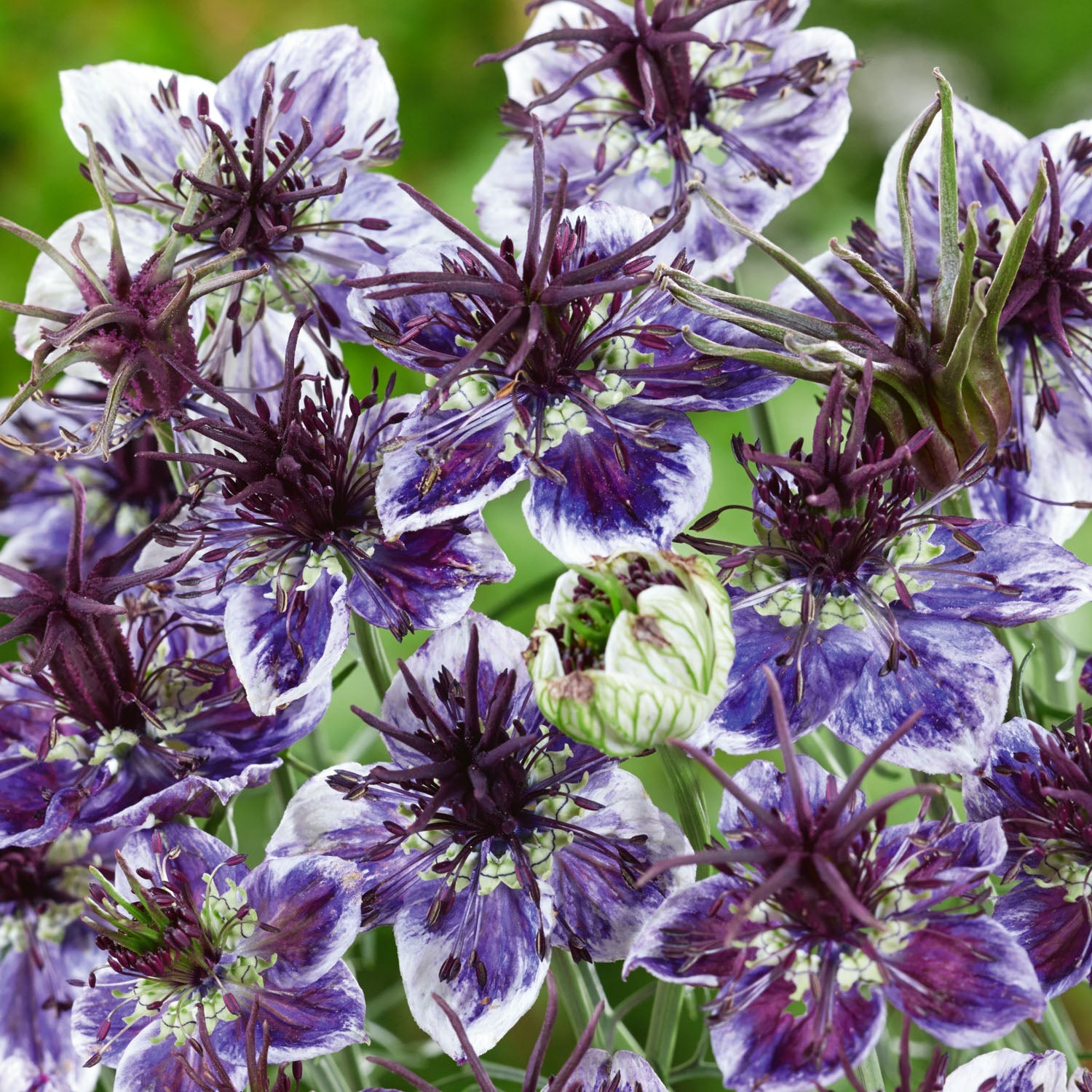 Love-in-a-mist (nigella) 'delft Blue' Seeds | 250 Seeds