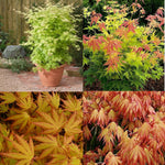 Acer Palmatum Orange Dream Large Japanese Maple Tree 120cm In A 7.5 Litre Pot