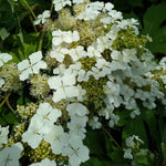 Hydrangea Quercifolia Ice Crystal 9cm Potted Plant | Set of 1