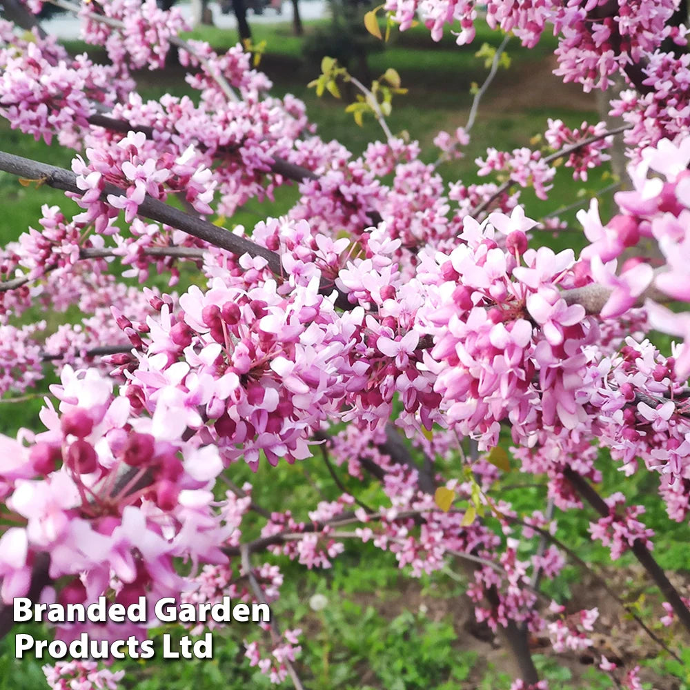 Cercis Chinensis 'avondale' | 2 x 9cm