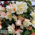 Thompson & Morgan Begonia Belina Vanilla Preplanted Basket 10in (25cm) X 1