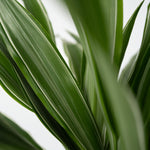 Dragon Tree - 2 Pcs. - Dracaena Deremensis 'warneckei' - Height 60-70cm - ⌀17cm | Set of 2 | Green