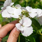 Hydrangea 'runaway Bride' Shrub | 1 x 7.5L