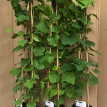 Vitis Boskoop Glory Black Grape Vine Climbing Fruit Plant 3-4ft Tall In A 3 Litre Pot