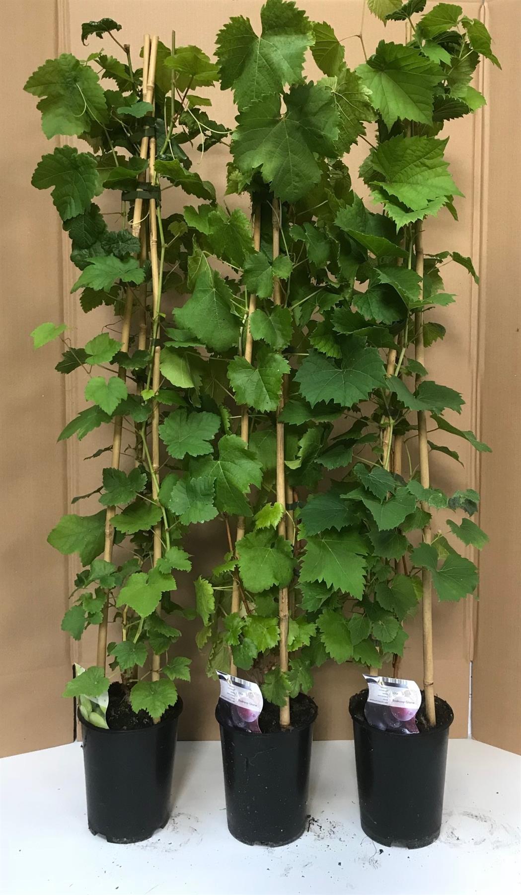 Vitis Boskoop Glory Black Grape Vine Climbing Fruit Plant 3-4ft Tall In A 3 Litre Pot