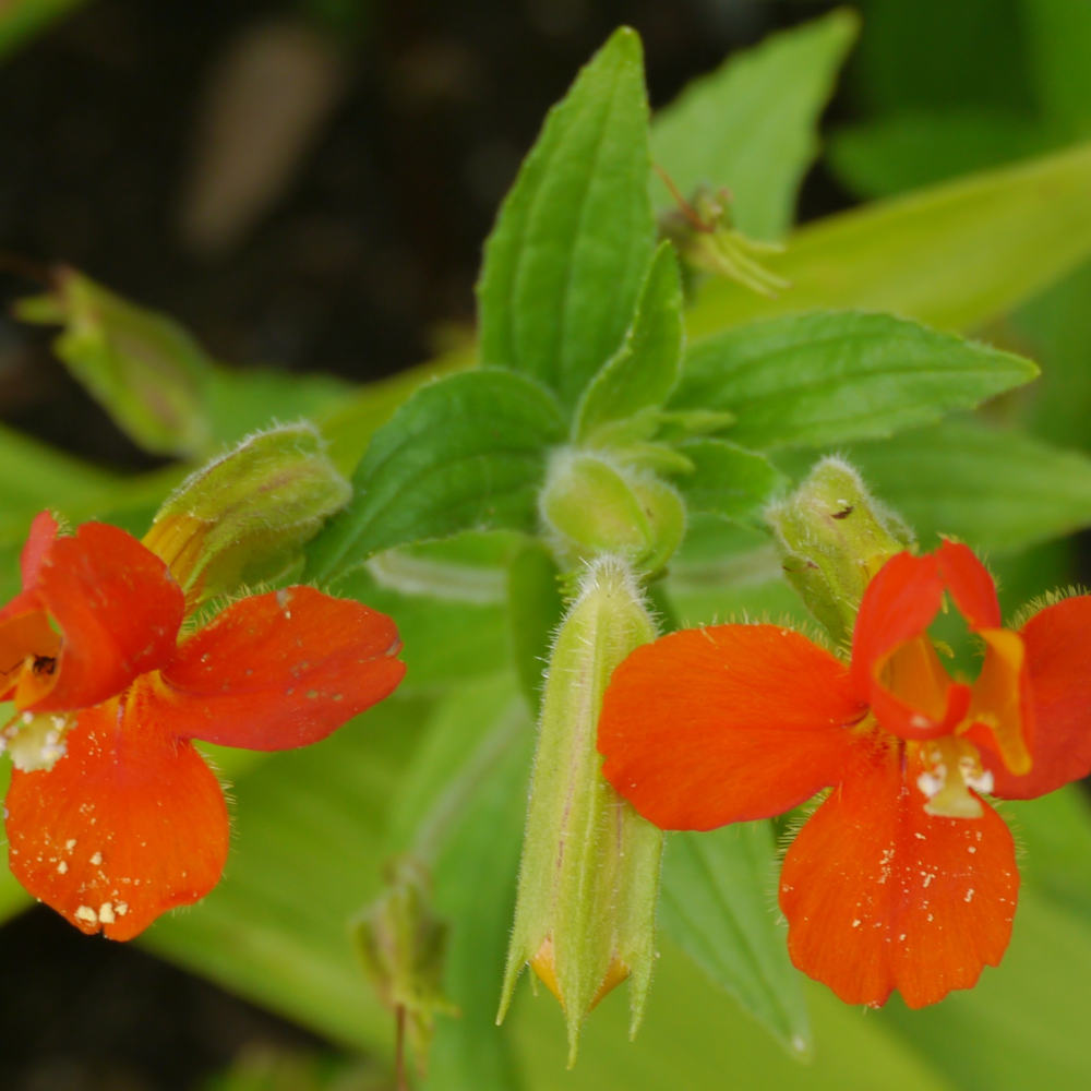 Mimulus Cardinalis - Scarlet Monkey Flower, Damp Garden Or Pond Area 1 X 9cm Pot
