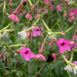 Nicotiana 'whisper Mix' Seeds | 50 Seeds