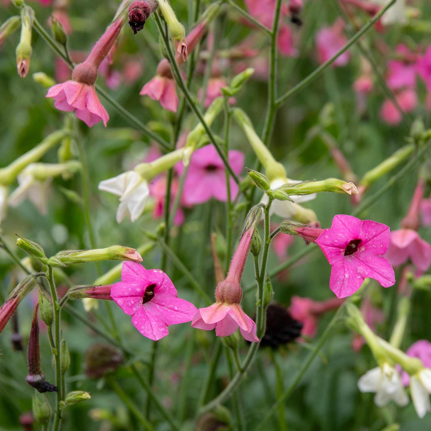 Nicotiana 'whisper Mix' Seeds | 50 Seeds