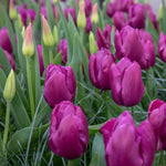 Tulip Purple Prince | 10 x Bulbs | Purple
