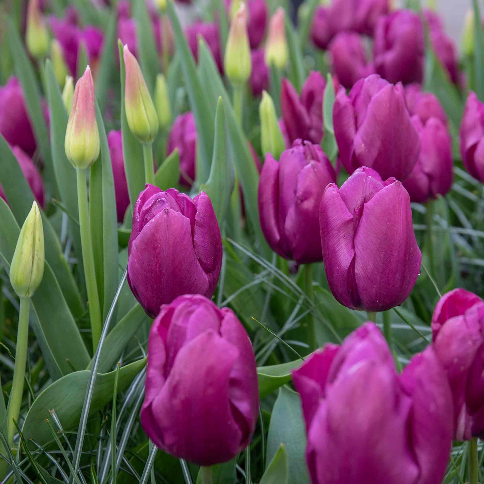 Tulip Purple Prince | 10 x Bulbs | Purple