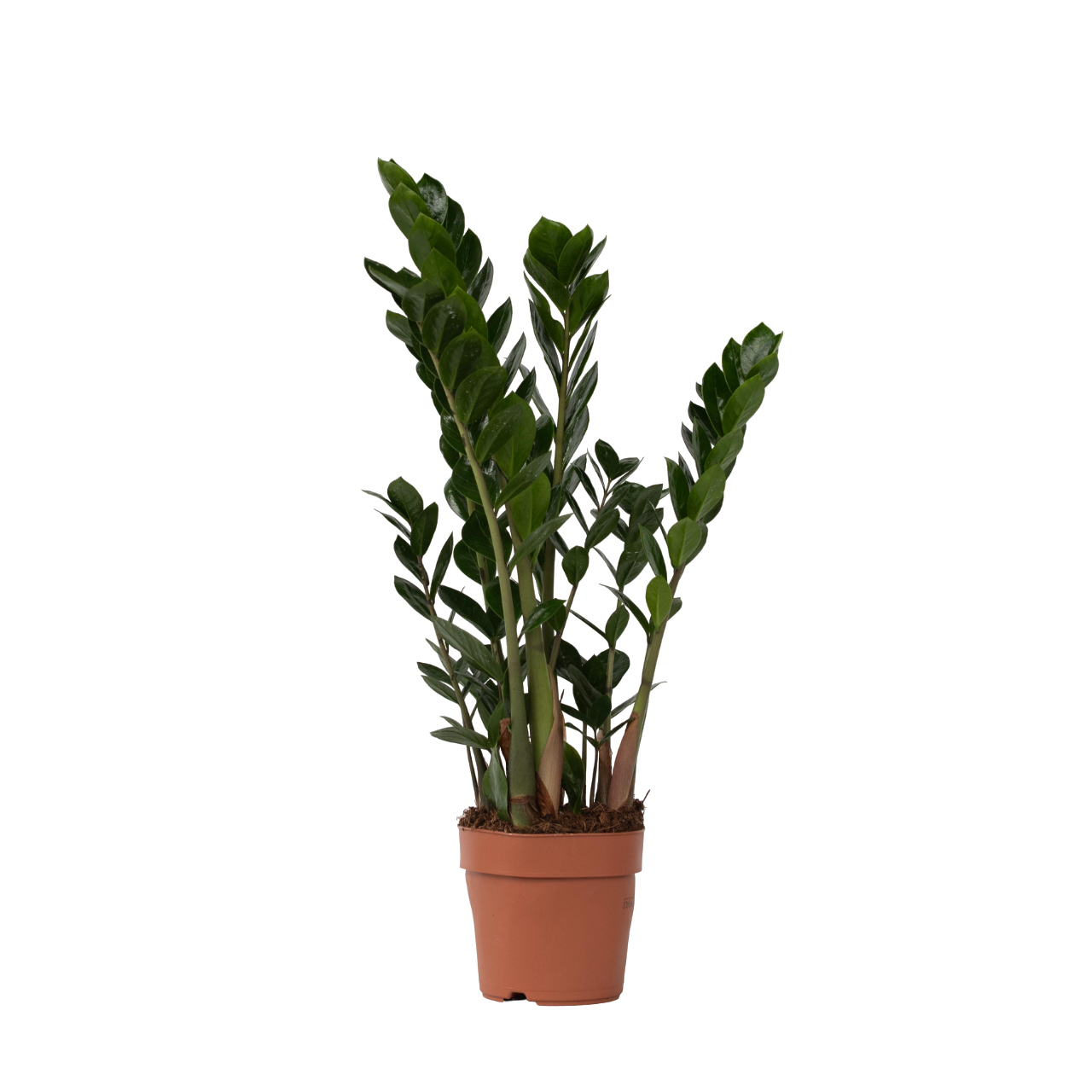 Zz Plant - Zamioculcas Zamiifolia - Height 55-65cm - ⌀17cm | Set of 1 | Green