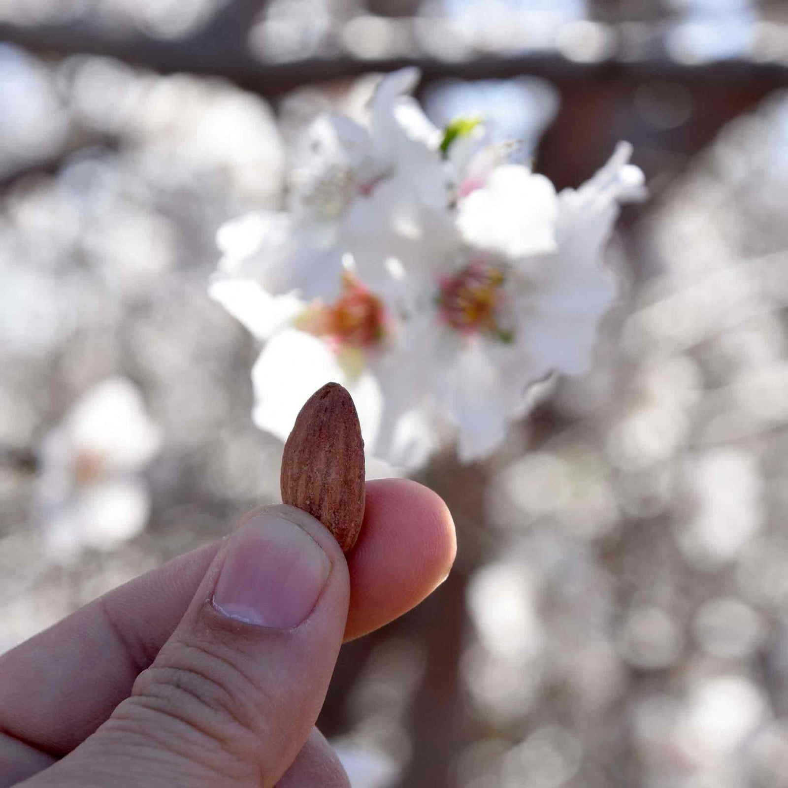 Almond Tree Self-fertile Bare Root | 1 x Bare Root