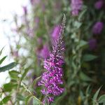 Thompson & Morgan Buddleja Buzz Lavender Patio Compact Butterfly Bush For Gardens & Pots Long-flowering Easy-care Bee-friendly 2x 1l Pots