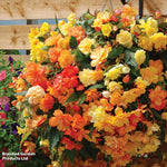 Begonia Apricot Shadespreplanted Hanging Basket 25cm | Set of 2