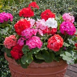 Geranium 'palladium F1 Mixed' | 60 x Pro Grower Plugs | Multi