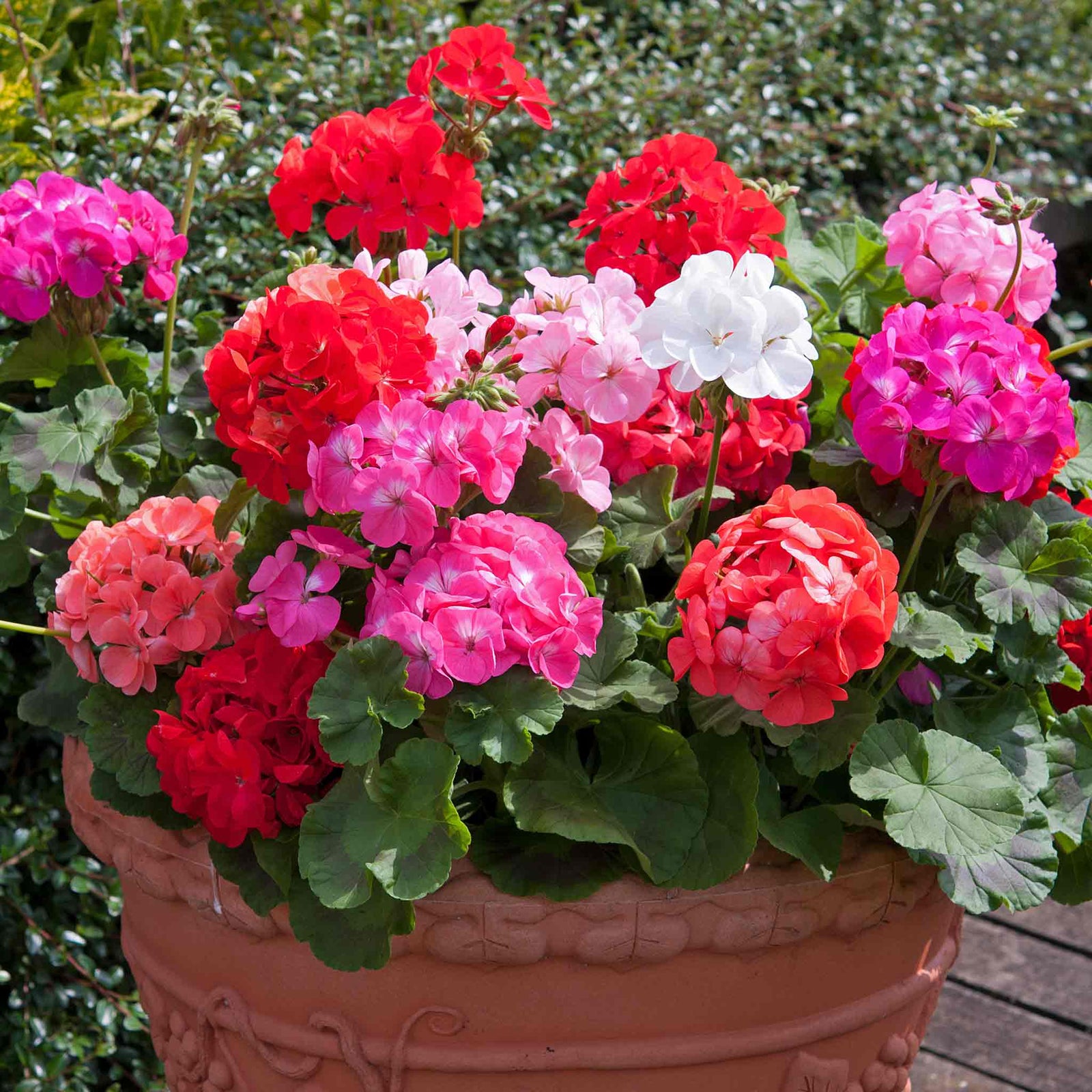 Geranium 'palladium F1 Mixed' | 60 x Pro Grower Plugs | Multi