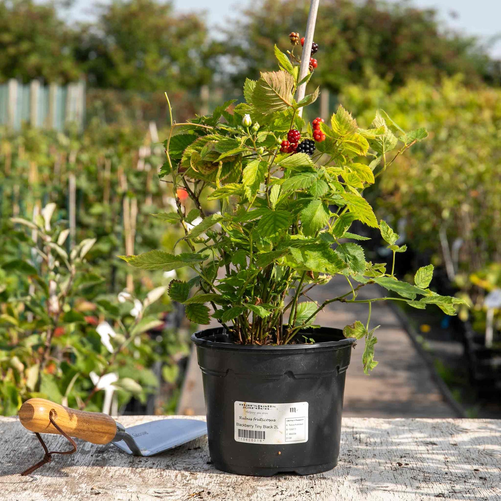 Blackberry 'tiny Black' Compact Thornless Patio Plant | 1 x 2L