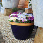 Primula Provence Mixed - Vibrant Mix Of Colours - plug plants | 36 x Plug Plants | Multi