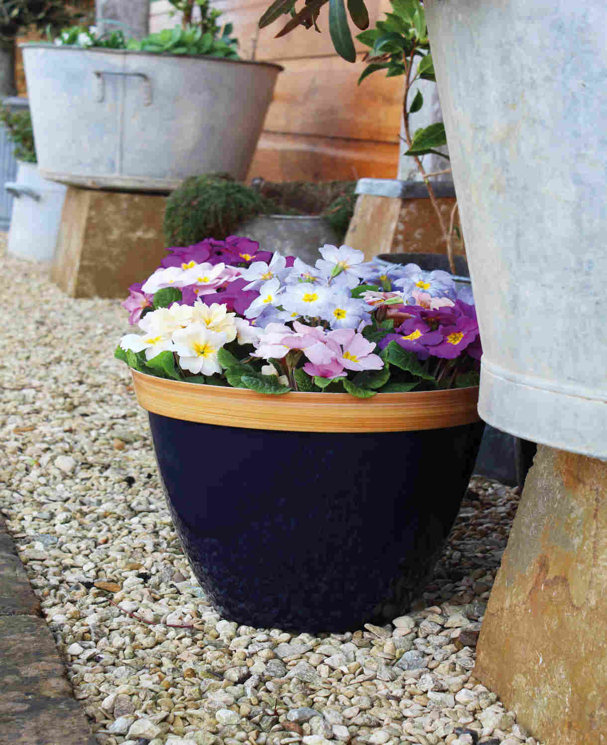 Primula Provence Mixed - Vibrant Mix Of Colours - plug plants | 36 x Plug Plants | Multi