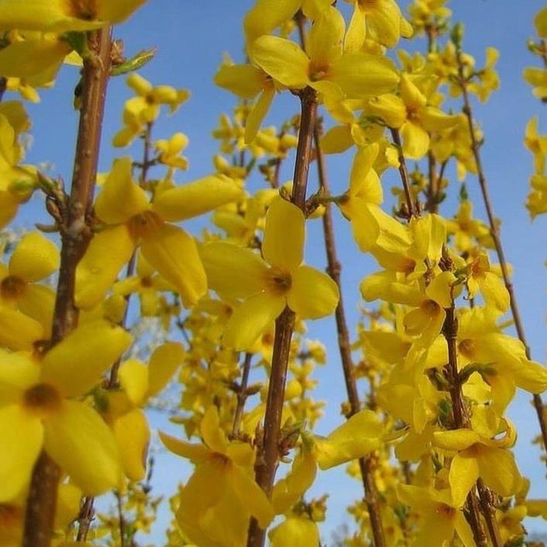 Forsythia Goldenbells Intermedia Spectabilis Yellow Flowering Garden Shrub Plant