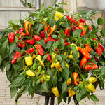 Sweet Pepper 'peppers From Heaven' - Compact Patio Variety Seeds | 8 Seeds