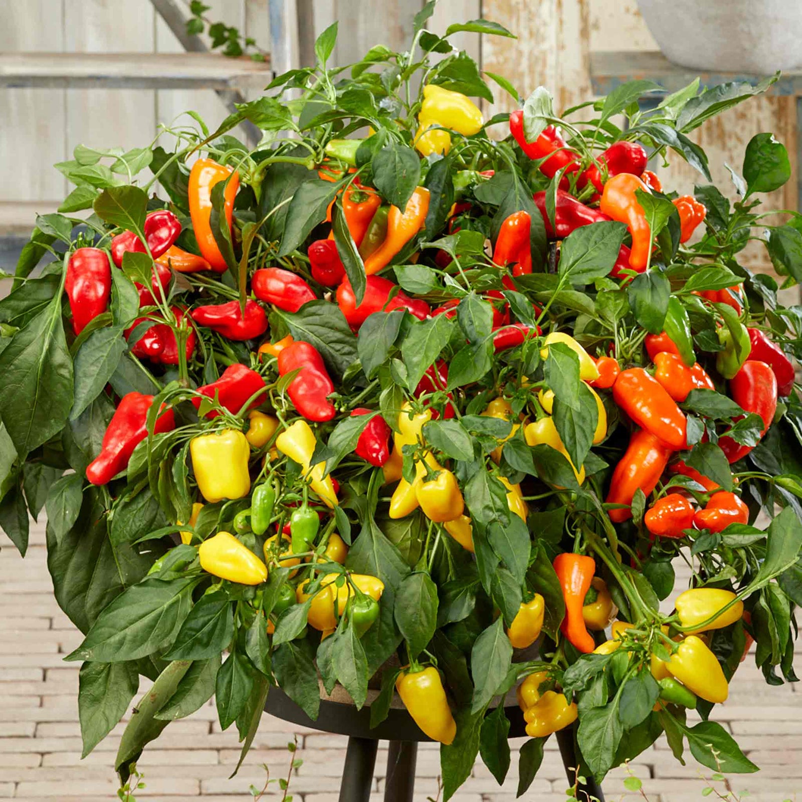 Sweet Pepper 'peppers From Heaven' - Compact Patio Variety Seeds | 8 Seeds