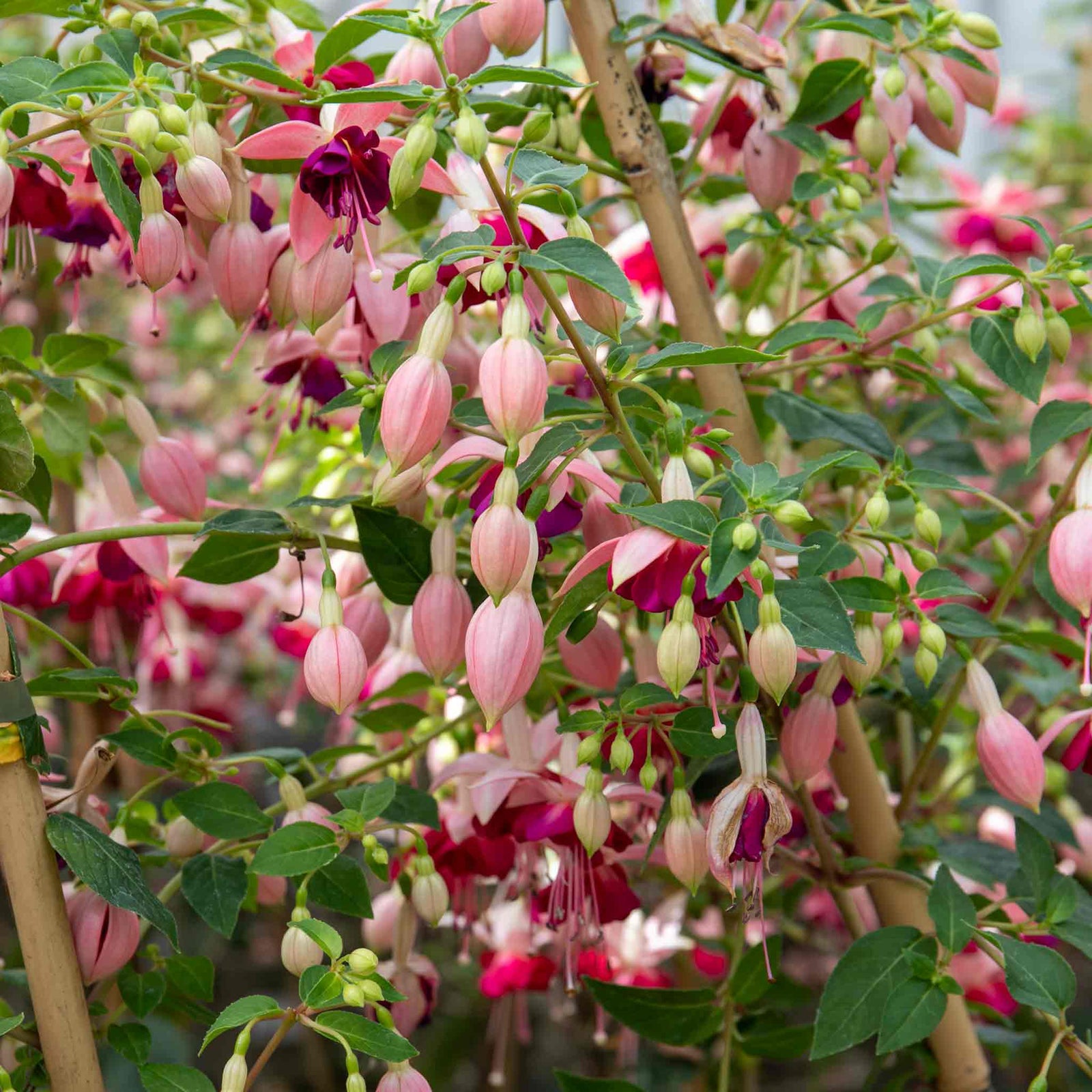 Fuchsia Standard 'paula Jane' | 1 x 3L | Pink