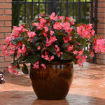 Begonia 'megawatt Rose With Bronze Leaf' - Long-flowering Bedding Plant | 12 x Plug Plants | Multi