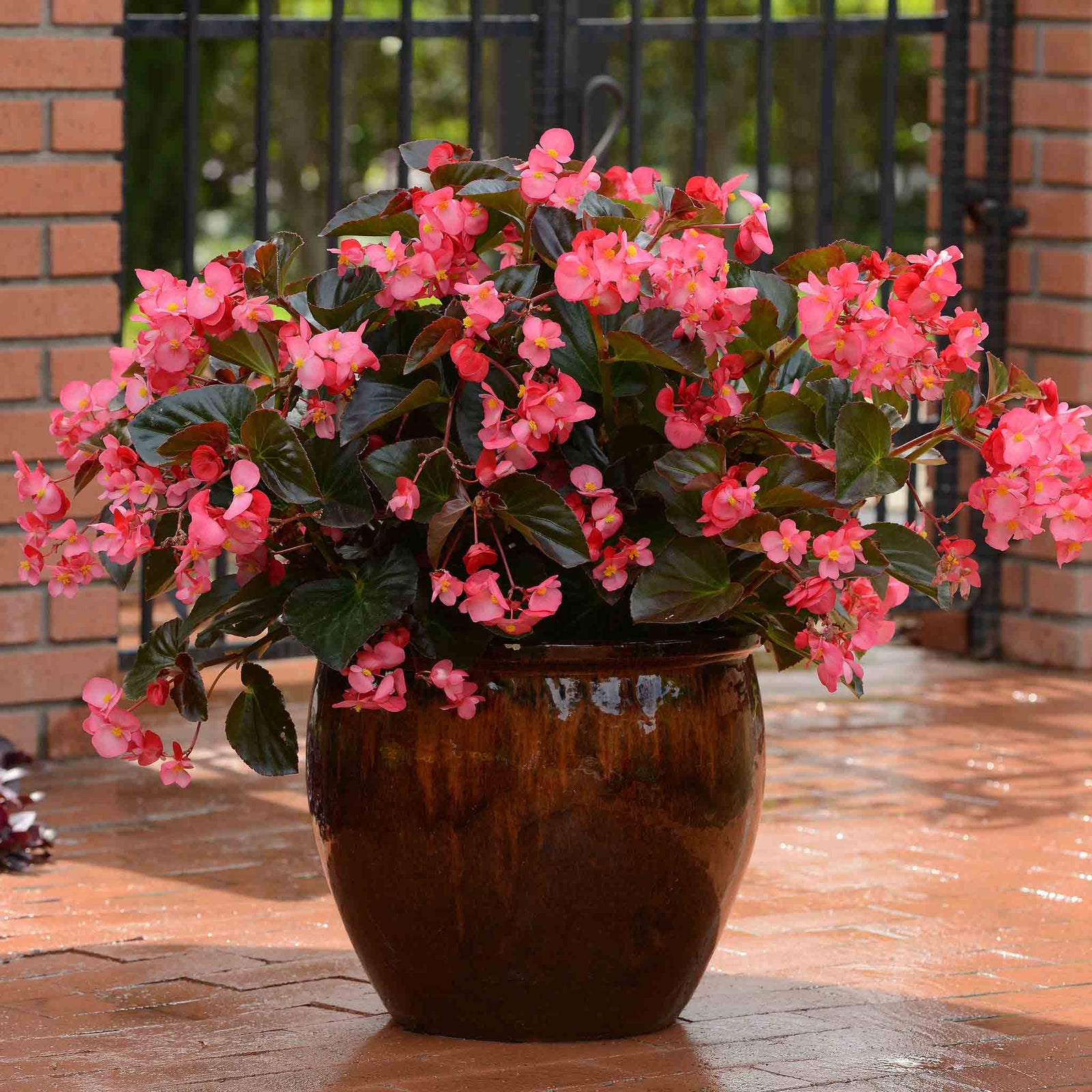 Begonia 'megawatt Rose With Bronze Leaf' - Long-flowering Bedding Plant | 12 x Plug Plants | Multi