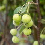 Patio Crab Apple Tree Red Sentinel (dwarf, M9 Rootstock) | 1 x 5L