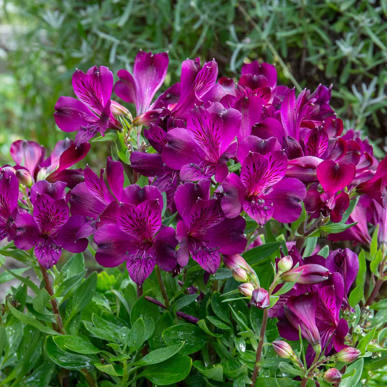 Alstroemeria 'inticancha Paraiso' Deep Purple Compact Perennial 75cm | 3 x Jumbo Plugs | Purple