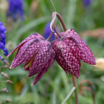 Marshalls Garden Snake's Head Fritillary