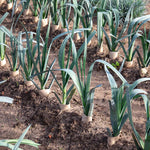 Large Allotment Seed Collection - 25 Vegetable Varieties | 25 Seeds | Multi