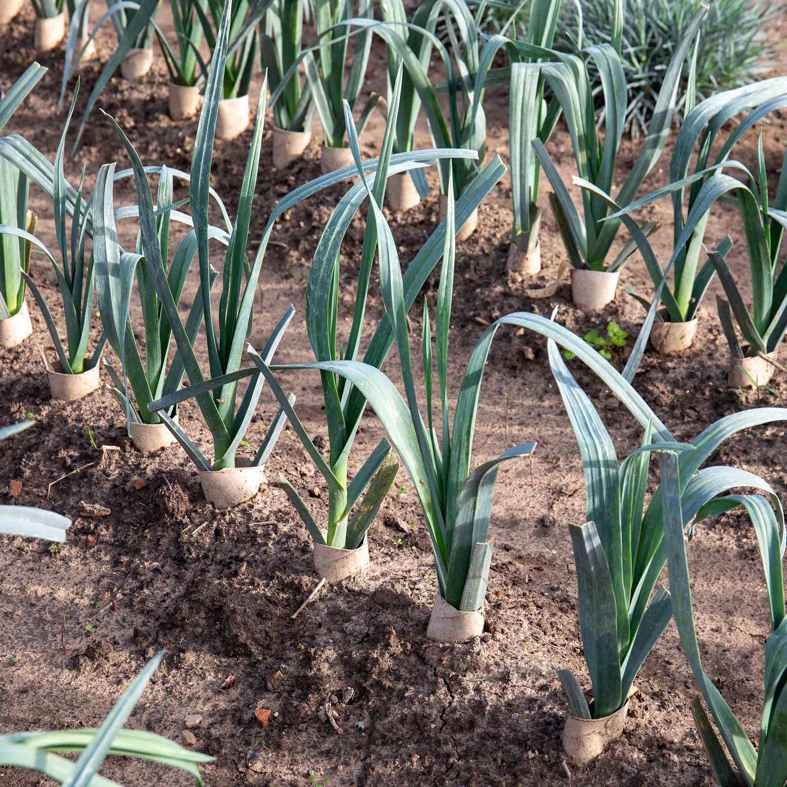 Large Allotment Seed Collection - 25 Vegetable Varieties | 25 Seeds | Multi