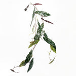 Artificial 110cm Hanging Trailing Begonia Maculata Spotted Plant