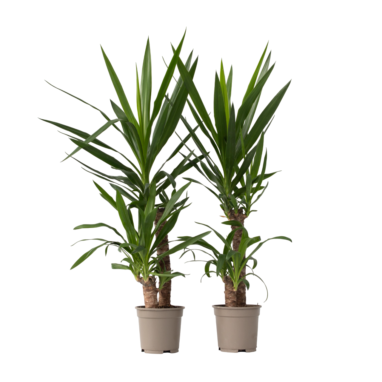 Common Yucca - 2 Pcs. - Yucca Elephantipes - Height 70-80cm - ⌀21cm | Set of 2 | Green