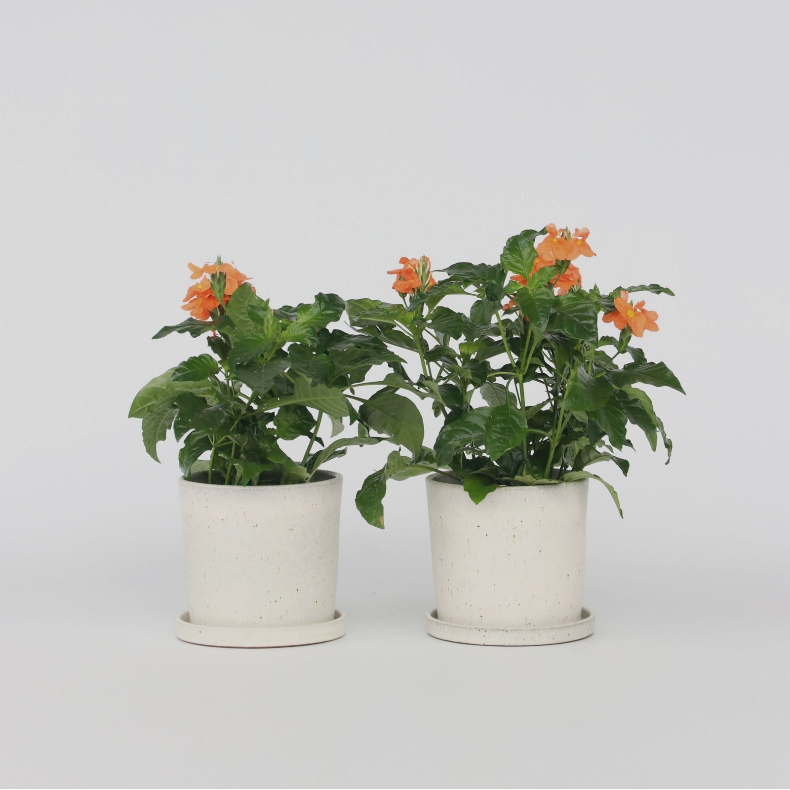 Firecracker Flower - 2 Pcs. - Crossandra 'fortuna' - Height 20-30cm - ⌀13cm | Set-of-2 | Orange