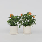 Firecracker Flower - 4 Pcs. - Crossandra 'fortuna' - Height 20-30cm - ⌀13cm | Set of 4 | Orange