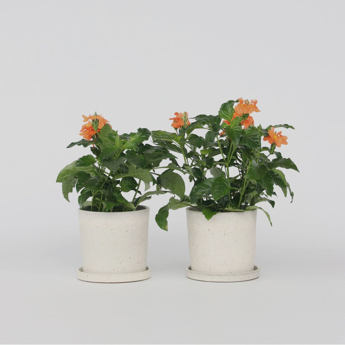 Firecracker Flower - 4 Pcs. - Crossandra 'fortuna' - Height 20-30cm - ⌀13cm | Set of 4 | Orange