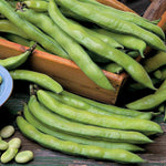 Broad Bean Plant Collection - 3 Hardy Varieties | Set of 72