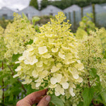 Hydrangea 'hercules' Enormous 40cm Flowerheads | 1 x 3L | Green