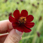 Cosmos 'chocamocha', Chocolate-scented Deep Mahogany-red, 30cm | 3 x 9cm