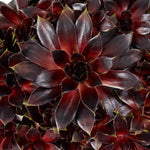 Sempervivum 'coconut Crystal' Pot - Hardy Two-tone Succulent | 1 x 9cm | Multi